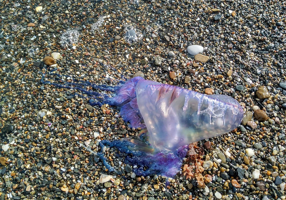 Feared Portuguese man o' war wash up on Costa del Sol beaches